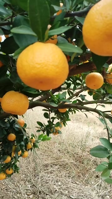 新余蜜橘产地直供，货源充足，口感好，品相好，果面漂亮，色度亮