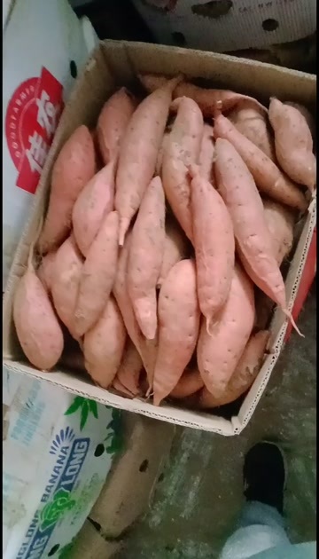 黑山县辽宁黑山烟薯新鲜红薯产地直发