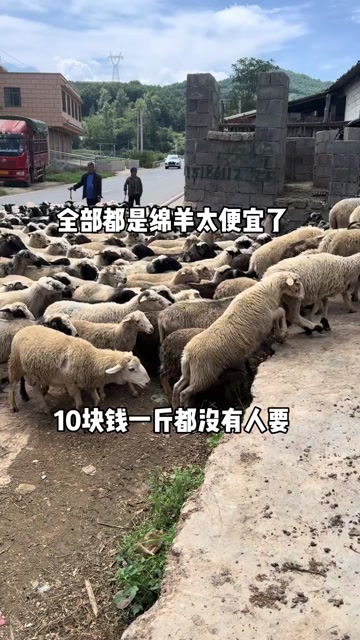 毛羊山羊