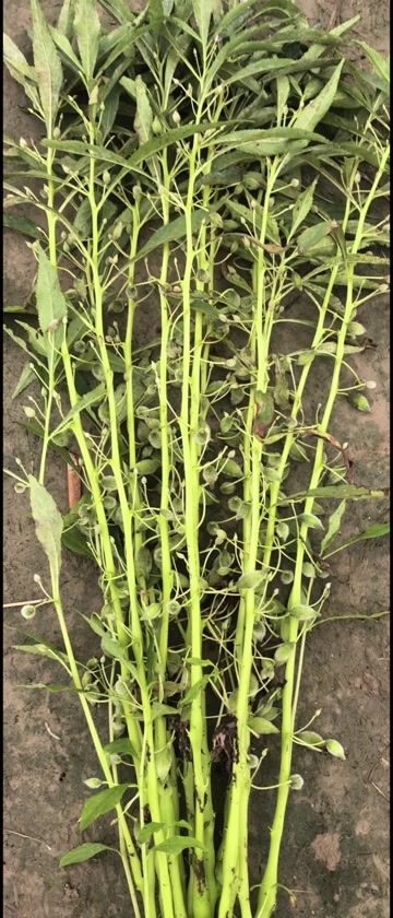 急性子产新 凤仙花籽 中药材