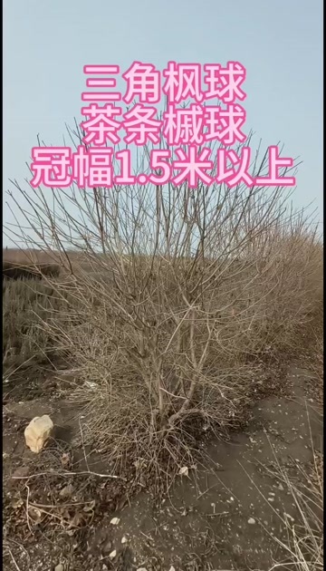 开原市三角枫球，茶条槭球，冠幅80--200公分