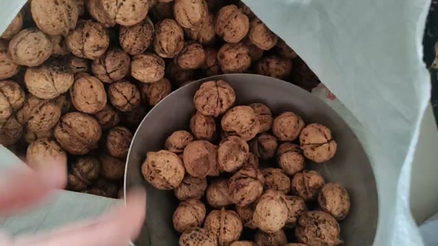 25年新货，云南麻子大泡纸皮核桃，一手资源