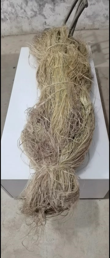 苎麻