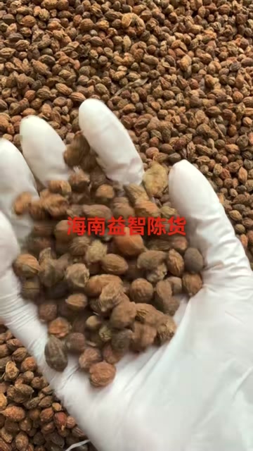海南益智仁