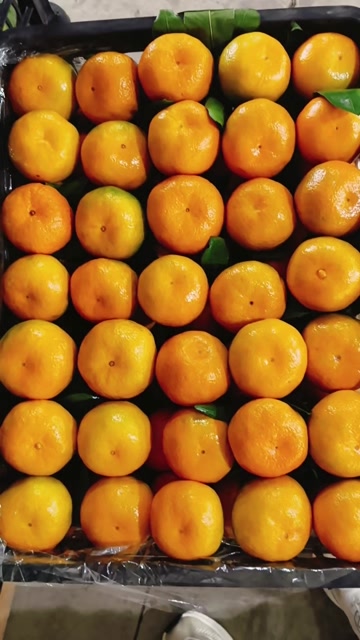 湖南石门蜜橘大量上市