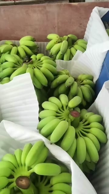 高州粉蕉，香蕉产地直供，专业代收购，代发货！