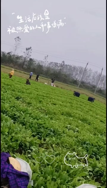 兰溪小萝卜