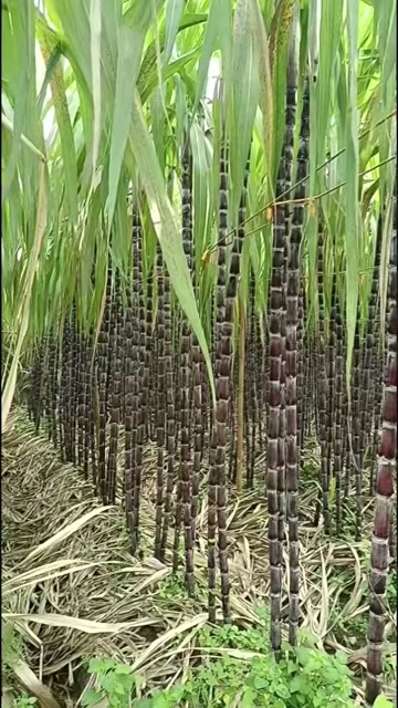 大新黑皮甘蔗带叶