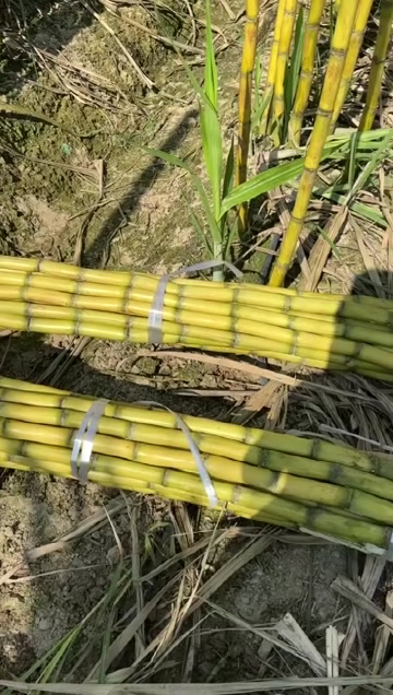 黄皮甘蔗，糖度高，水分充足，大量有货，代发全国