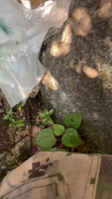 真正广西山洞蜂蜜，金灿灿。