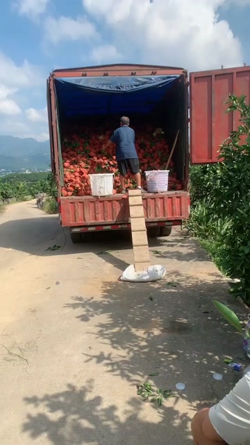 福建平和爆汁葡萄柚大量上市