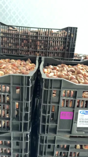 荷兰郁金香种球花色多品种齐全家庭盆栽绿化花海