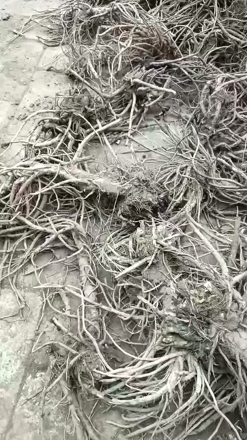 甘肃家种羌活，大量现货供应