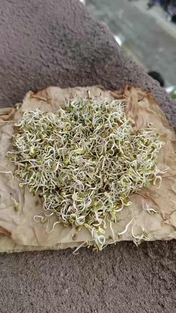 紫云英种子红花草果园水稻田绿肥种子养蜂景观耐寒牧草