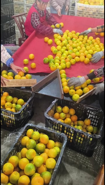 湖南石门蜜橘大量上市