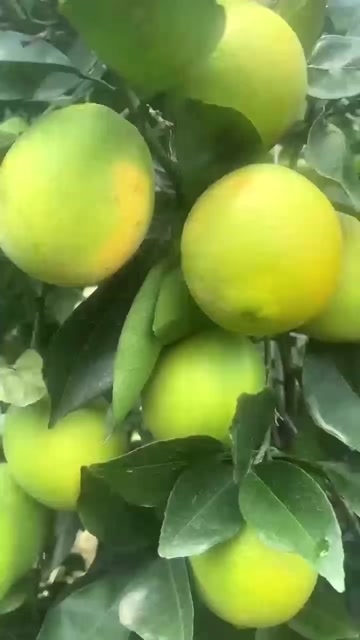 湖北纽荷尔橙大量上市个大皮薄口感甜颜色火红