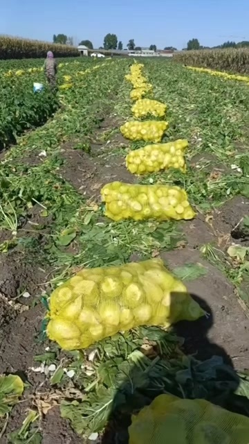 正品二道梅芥菜,质量保证