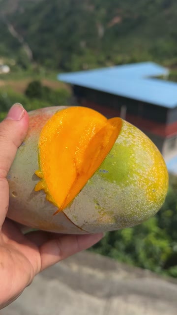 产地批发  （二级果凯特芒果）