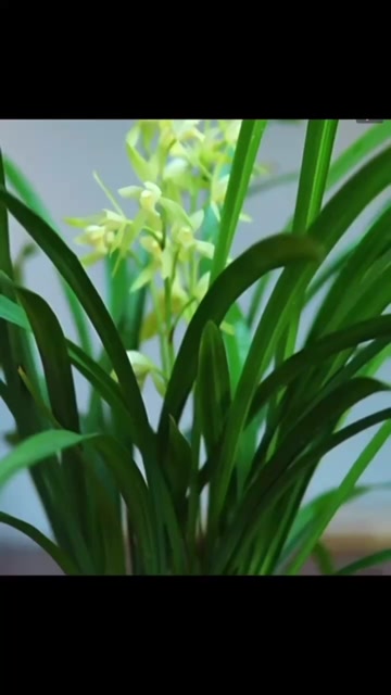 四川成都春剑兰花苗优质供应（各种品种齐全）