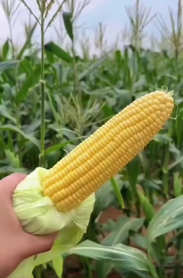 北京房山水果玉米太阳花玉米农户种植上百亩批发