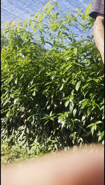 苗厂直供，没有中间商赚差价双六到10金丝楠木杯苗大量有货