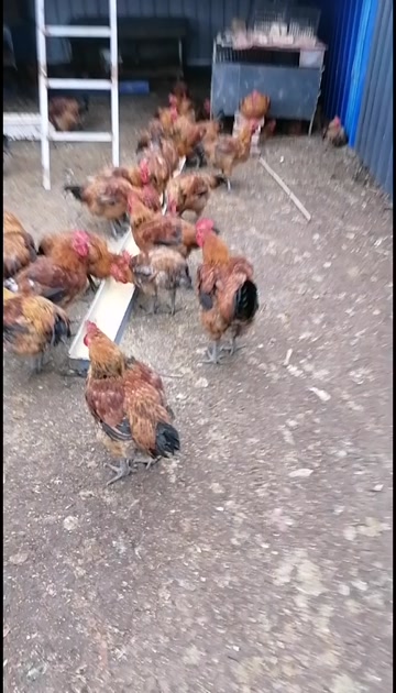 肉鸡