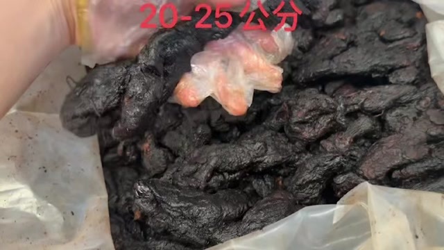 东源县多花姜形黄精，25至30公分大量有货