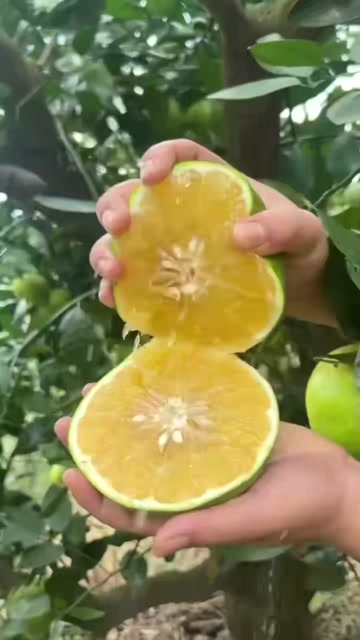 翡翠葡萄柚，青皮葡萄柚