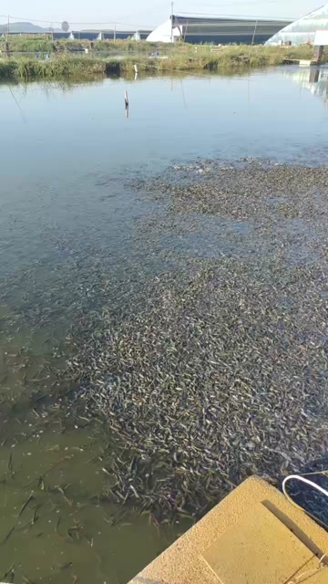 泥鳅