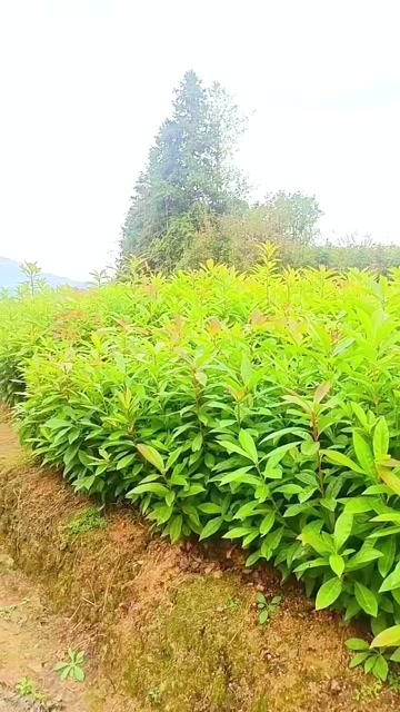 木荷，