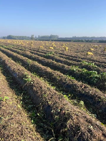 龙九蜜薯市场电商加工厂大量供应