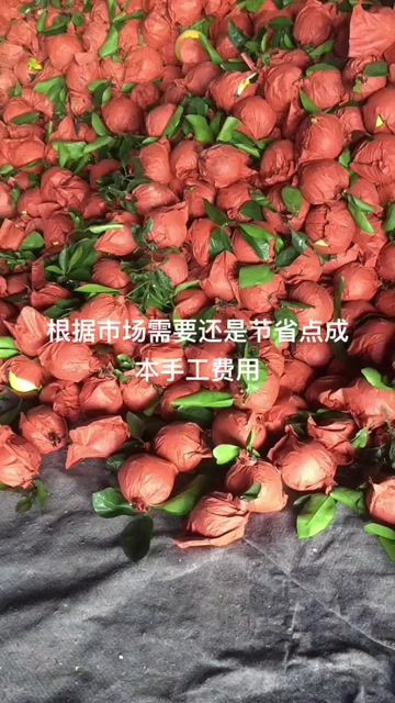 福建平和黄金爆汁葡萄柚 一件代发一箱10斤。