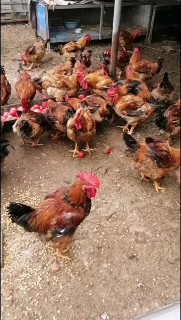 肉鸡