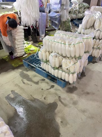 白萝卜，湖北白萝卜大量上市，欢迎联系