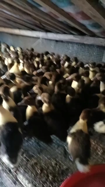 大种黑番鸭苗火鸭苗大量供应包邮到家公的体重可达12斤母可8斤
