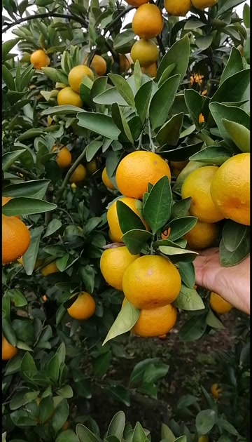 湖北公安县无核蜜桔皮薄多汁入口清甜