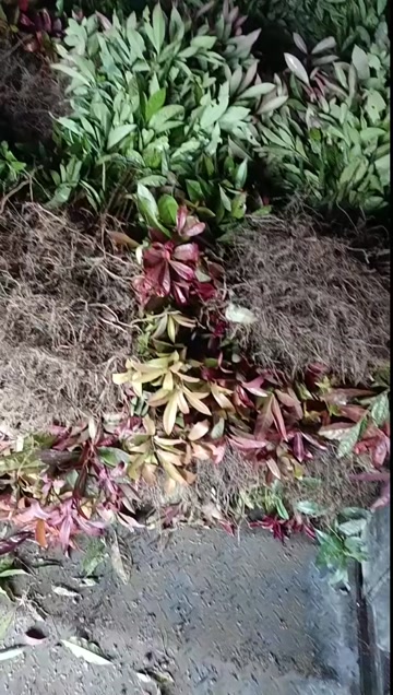 木荷，