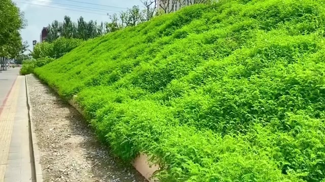 紫穗槐种子护坡工程专用灌木种子多年生四季棉槐紫翠槐蜜源种籽