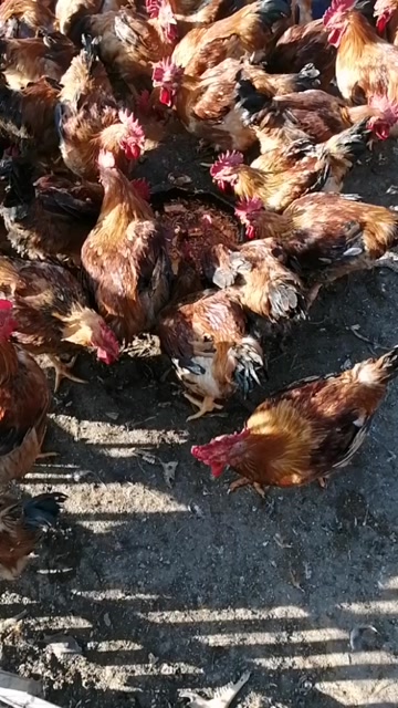 肉鸡
