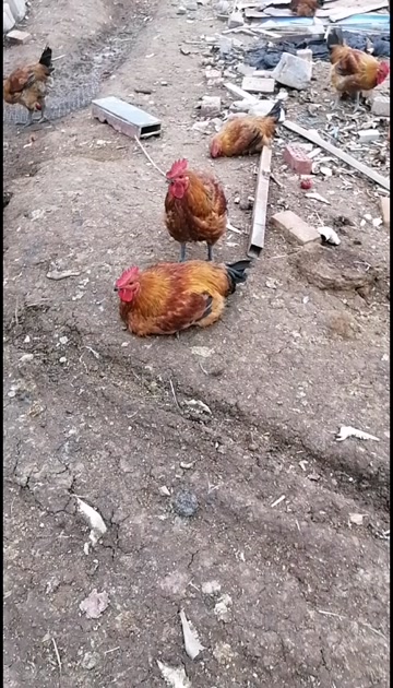 肉鸡