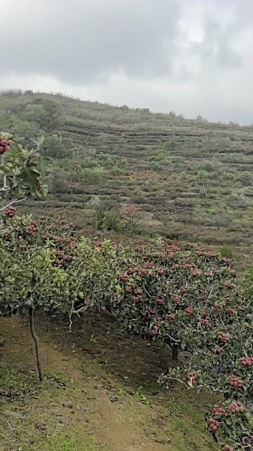 大金星，量大几十万斤