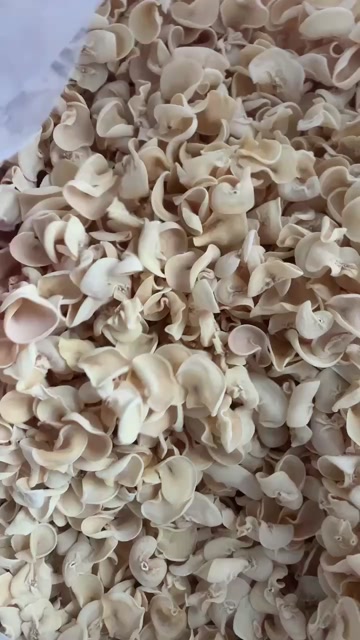 东宁白玉木耳原产地批发量大高中低档