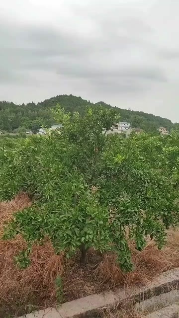 宿迁95%草甘膦铵盐高浓度除草剂顽固性杂草烂根死根斩草除根农药