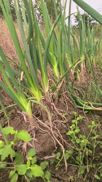 泰安铁杆大葱自家种植，可卖400斤左右，有需要联系