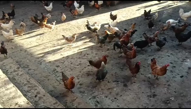红川甄品 土鸡蛋家庭装。术后调养，老人儿童产妇膳食放心选择