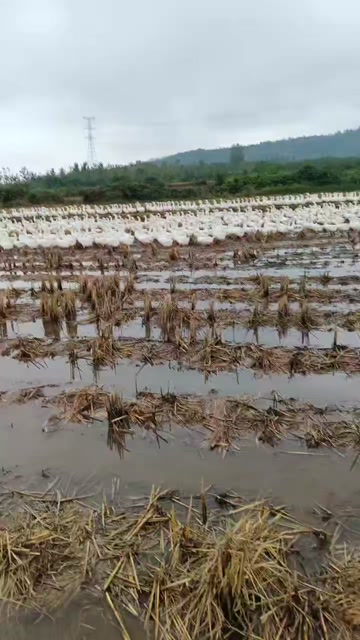 河南信阳光山白鹅 活禽禽肉供应