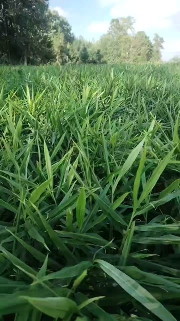 2黄姜