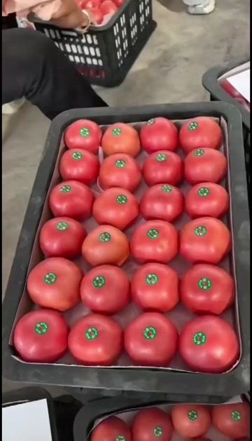 硬粉西红柿框装全包发货
