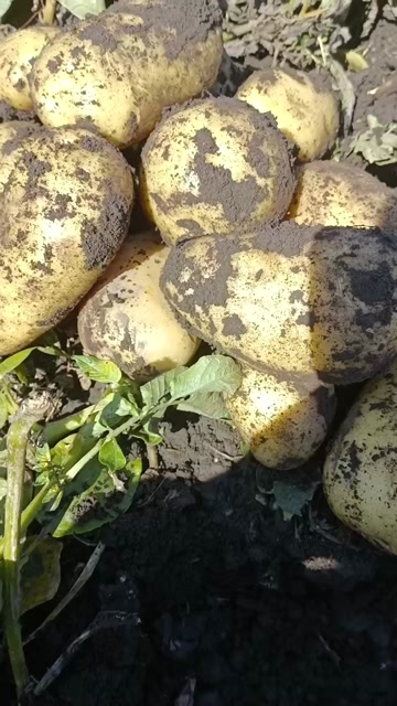 新疆昭苏高原V7黄心土豆
