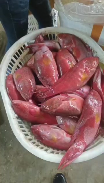 燕尾斑